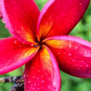 Meet your Posher, Chella